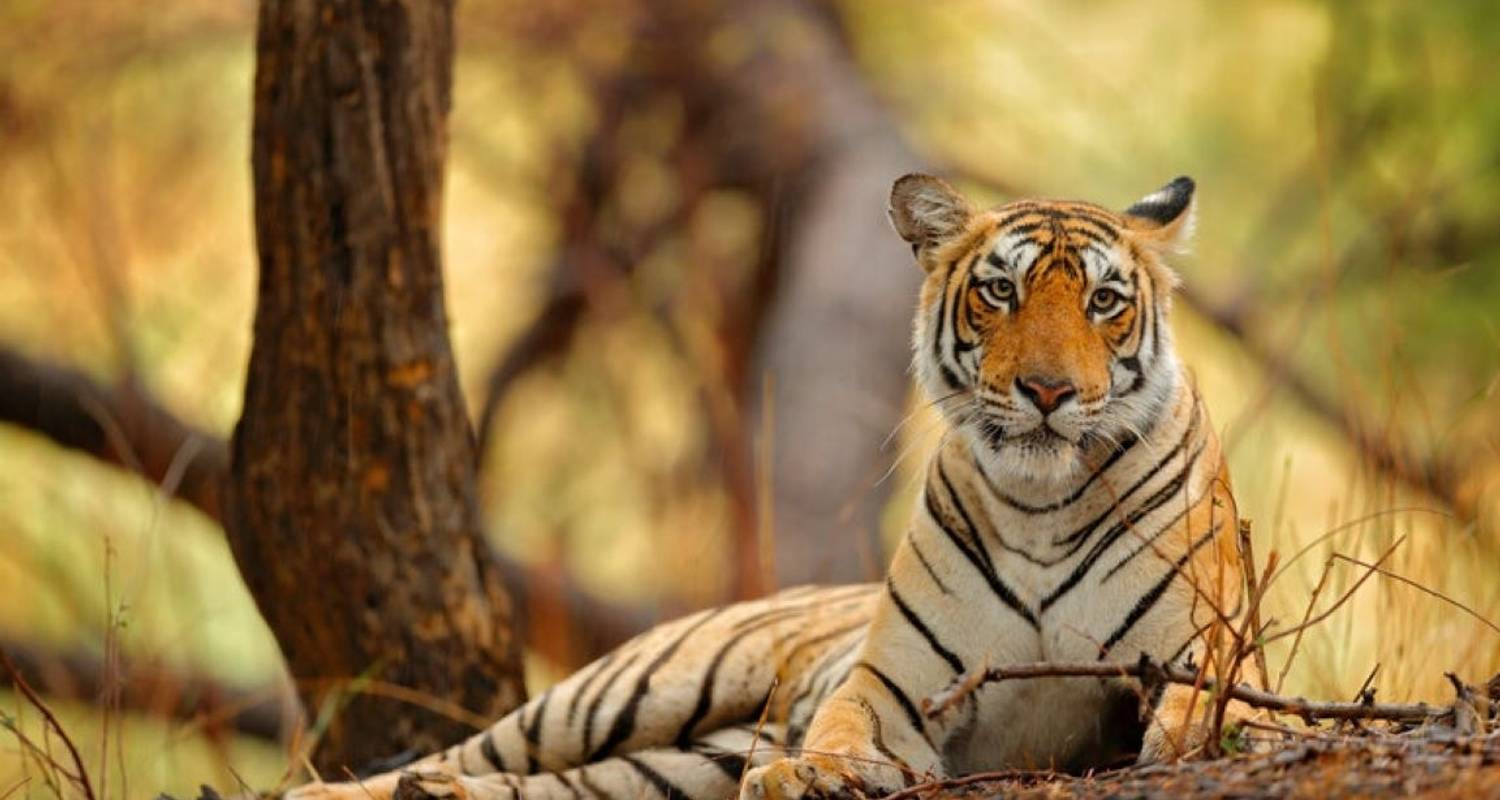 8-days-private-golden-triangle-with-ranthambore-wildlife-safari-4-star-luxury (3)