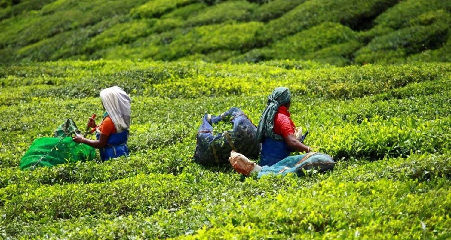 kerala-highlights-of-south-india-7-day-trip (5)