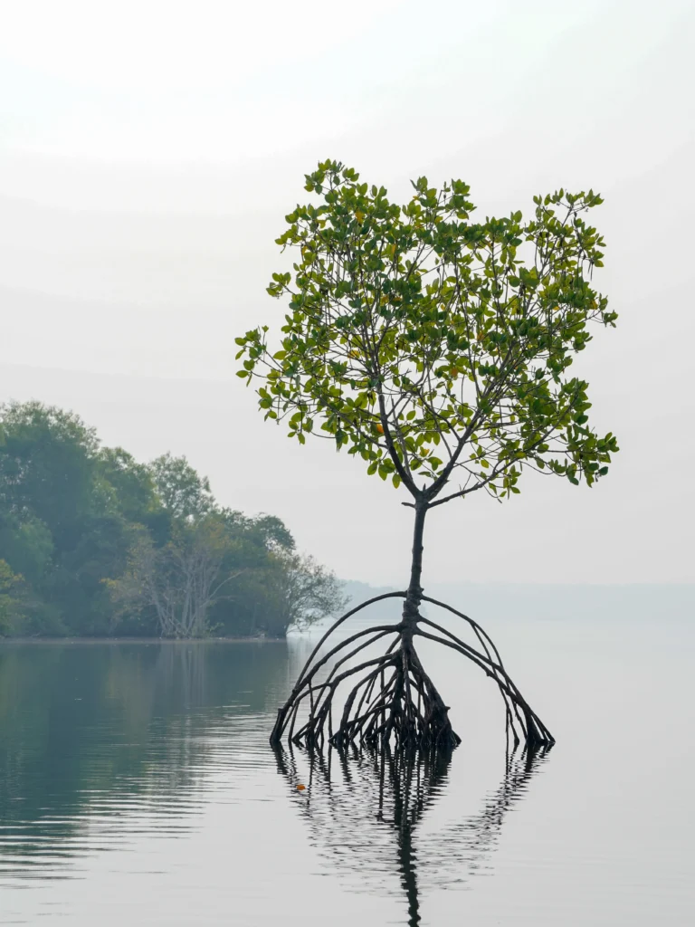 ashtamudi lake kollam