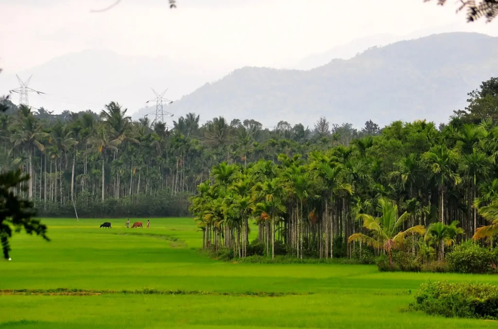 Best places in Kerala to visit in summer including Wayanad.
