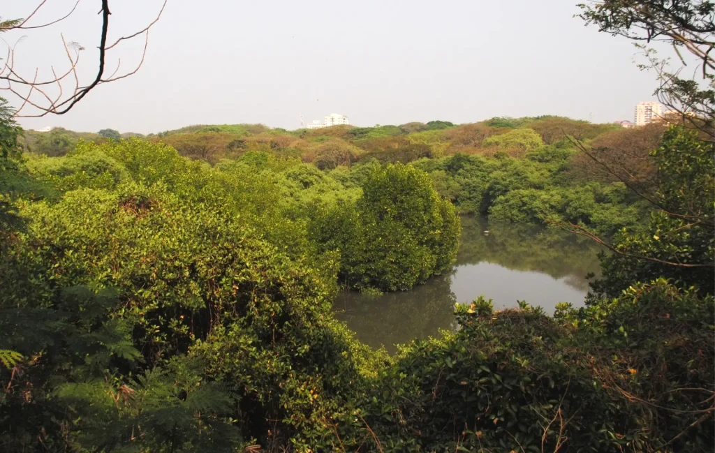Mangalavanam Bird Sanctuary is one of the best places to visit from Kochi.