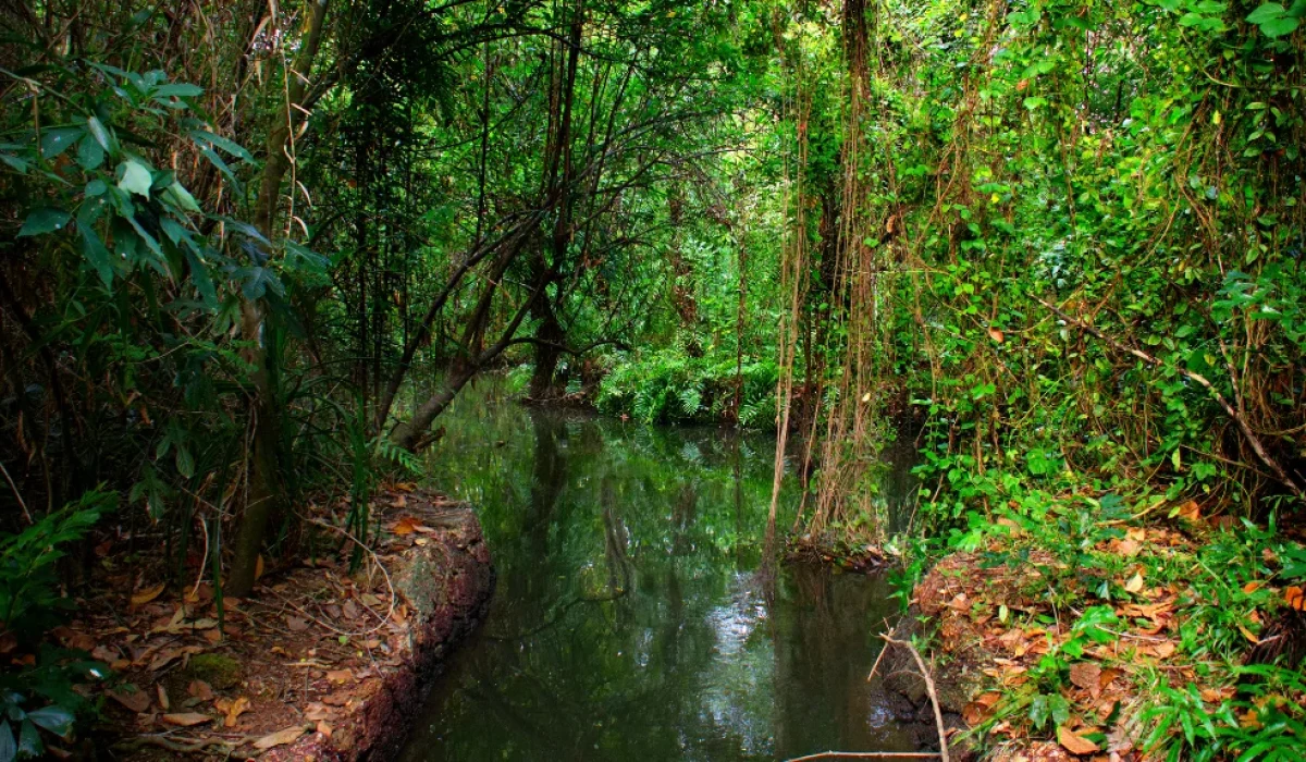 Kumarakom Bird Sanctuary