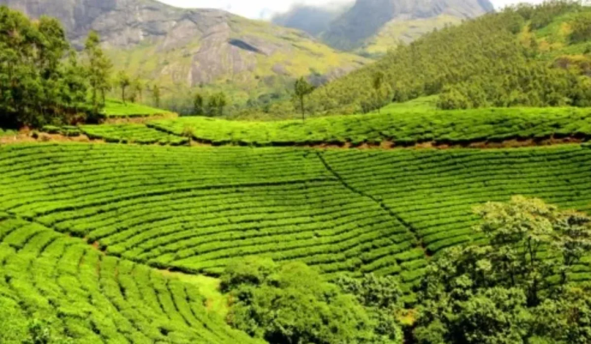 Lush Tea Gardens