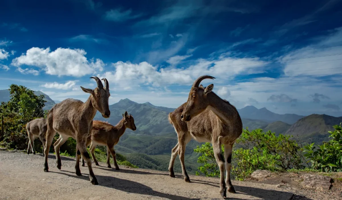 Nilgiri Tahr
