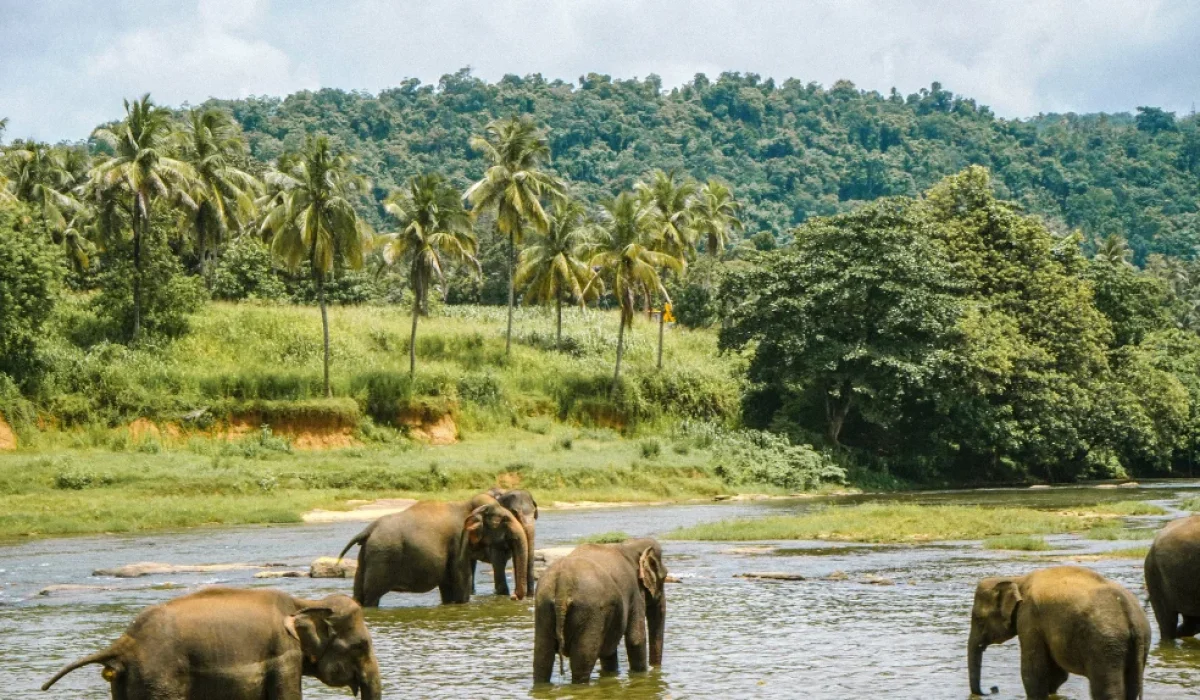 Periyar Wildlife Sanctuary