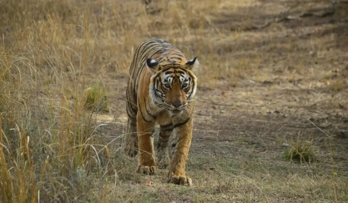 Ranthambore