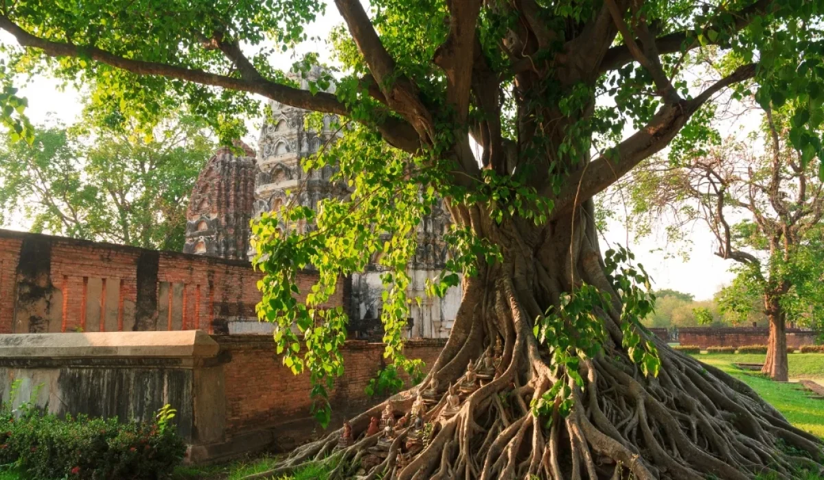The Bodhi Tree