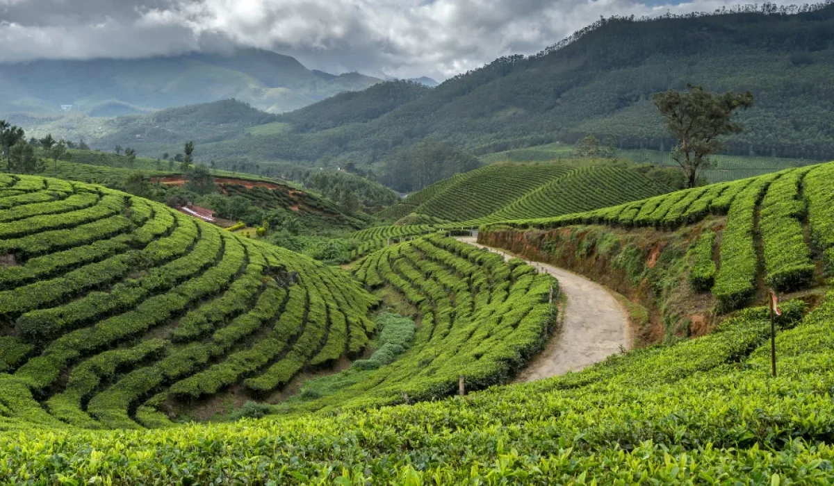 Verdant Tea Plantation