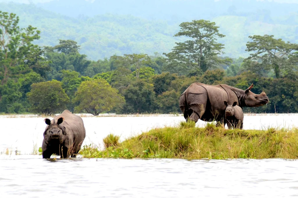 Kaziranga National Park is among top north india places to visit in november.