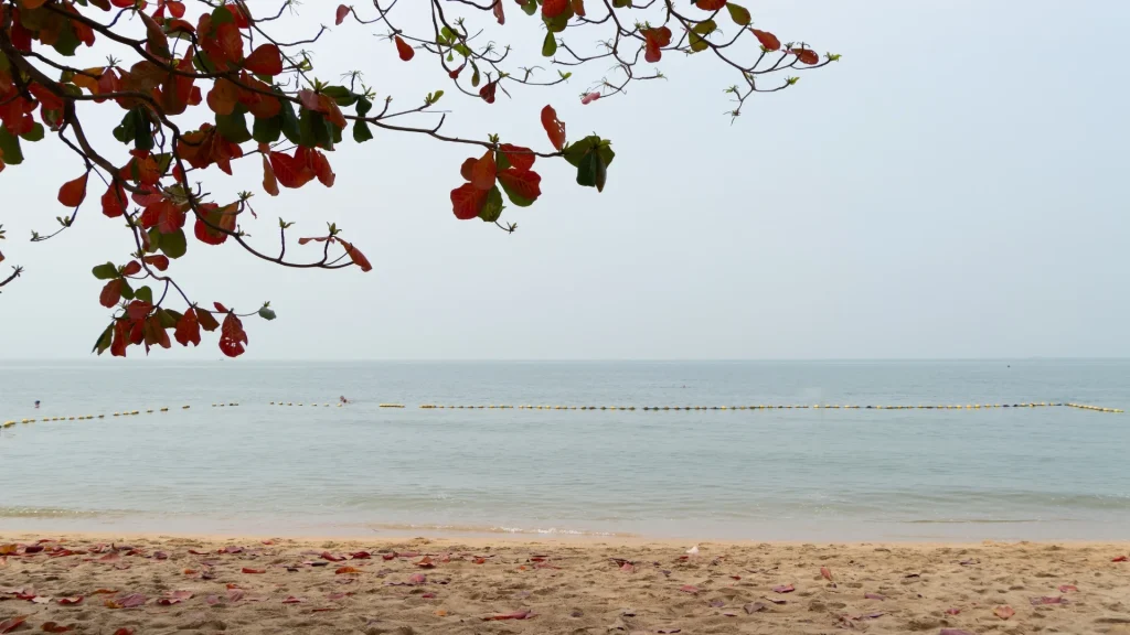 Kerala’s coast shines through every beach in Kerala.