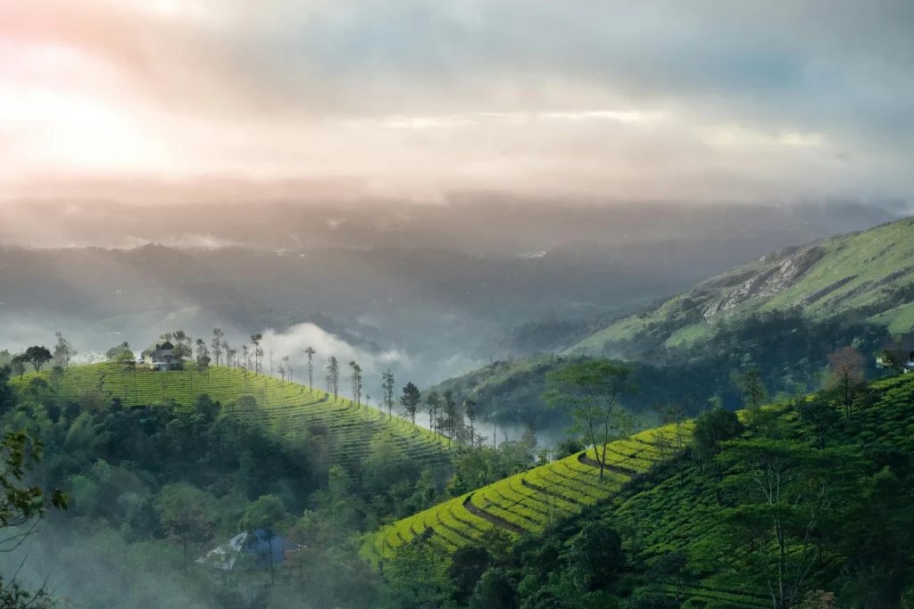Kochi Munnar Periyar itinerary feels right during calm Kerala weather.
