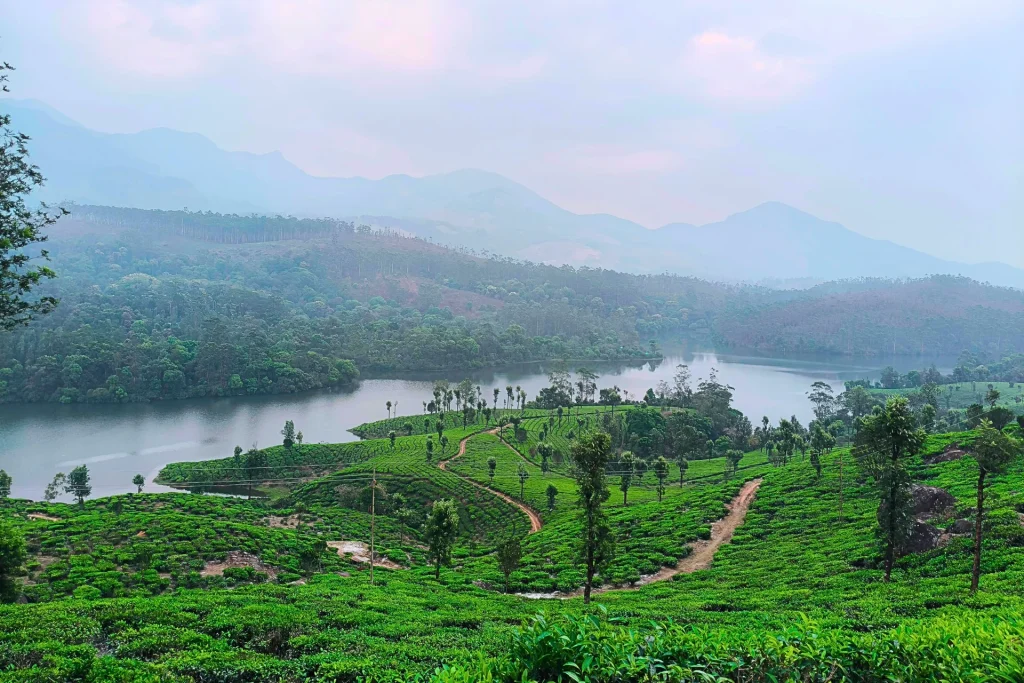 The cool breeze makes the Kochi Munnar trip feel perfect.
