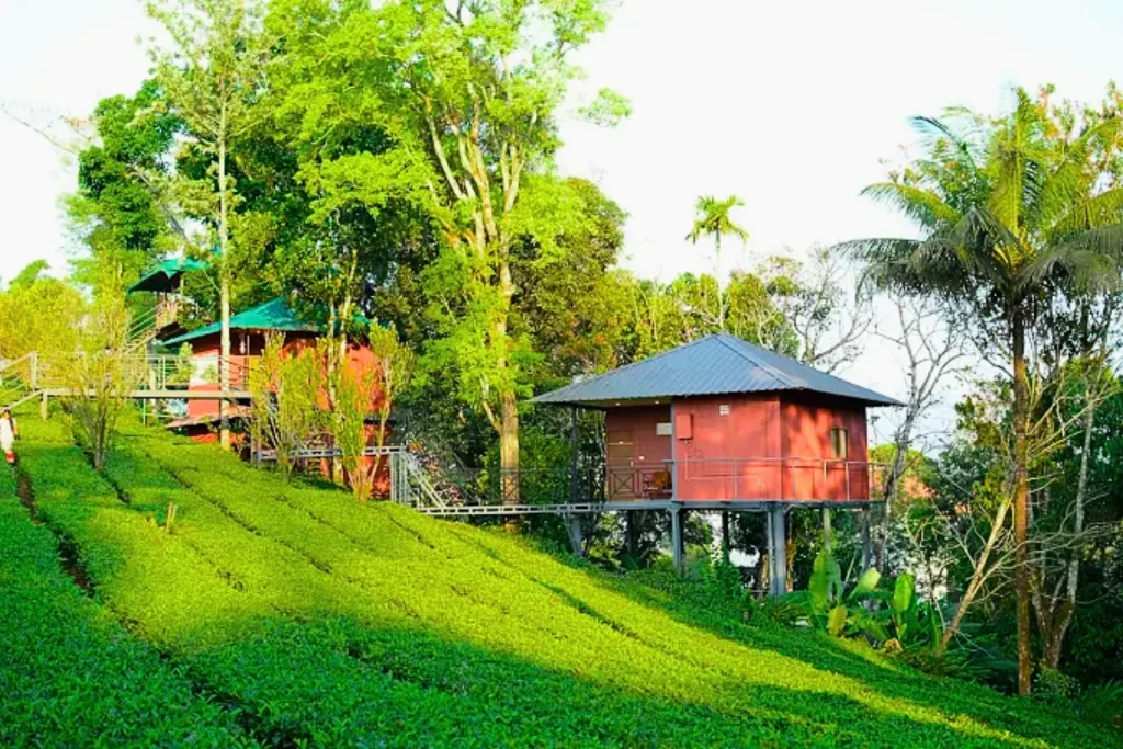 The Kochi to Munnar tour felt different staying in a tree house.