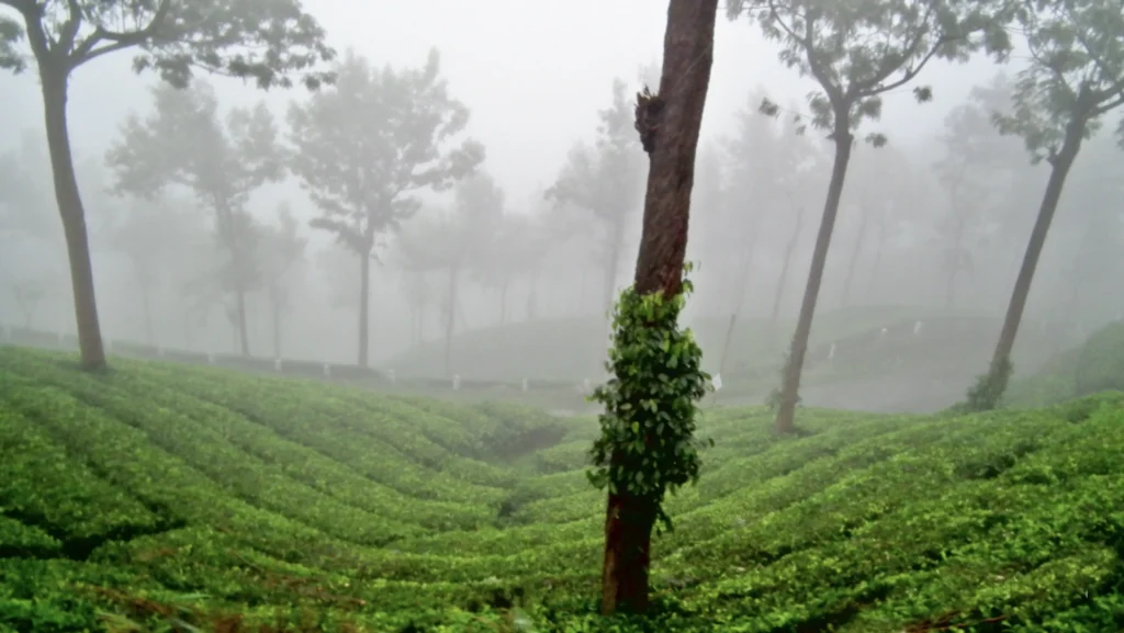 Mist-covered tea gardens in Munnar with lush green tea plantations, tall trees, and a tranquil morning landscape in Kerala, India.