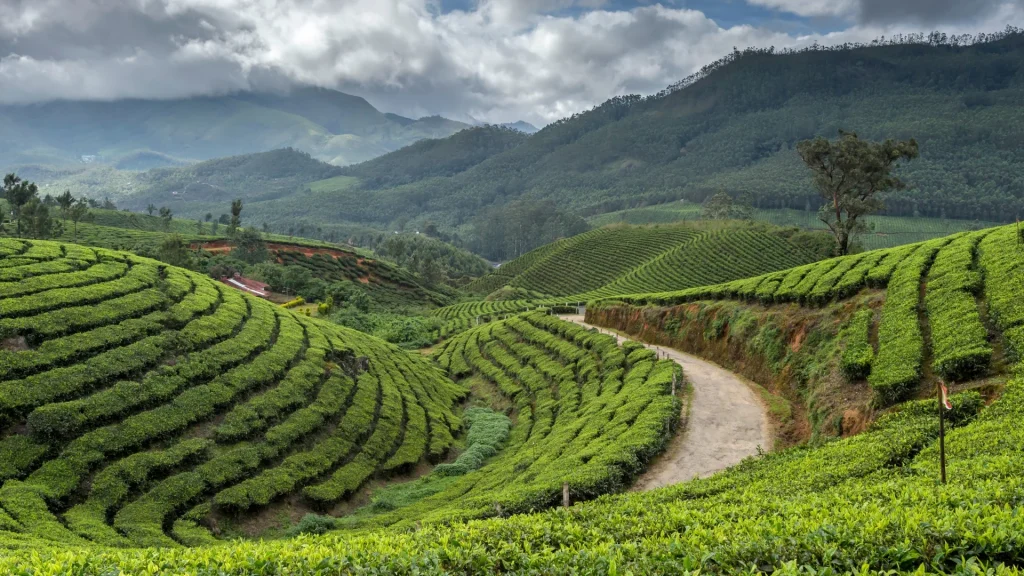 Munnar honeymoon places in Kerala with misty hills and tea gardens for couples.