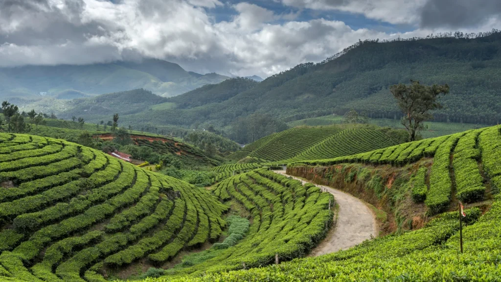 Munnar is a top spot among Kerala places to visit in February.