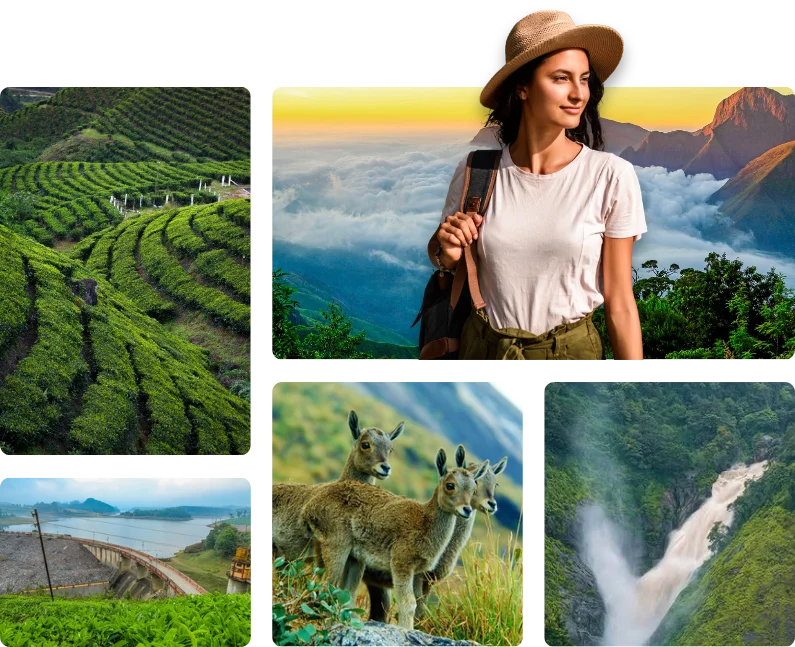Tea gardens and hills in Munnar tour packages.