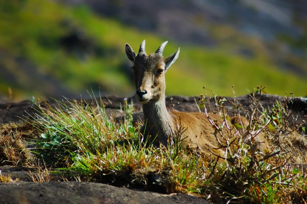 Nilgiri tahr resting in the grasslands of Eravikulam National Park, Munnar, Kerala, surrounded by rocky terrain and lush green hills.