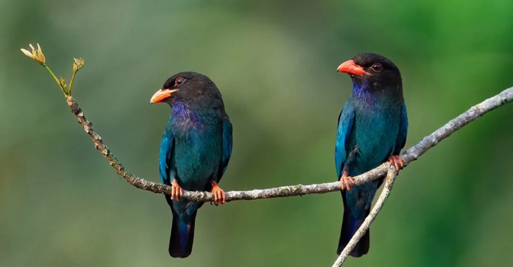 Places to visit near Kochi in monsoon feel peaceful in Thattekad bird sanctuary.