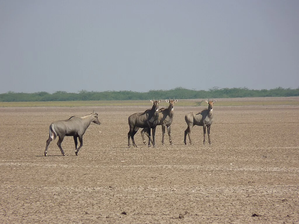Rann of Kutch – White Desert Festival is the best tourist place in November in India.