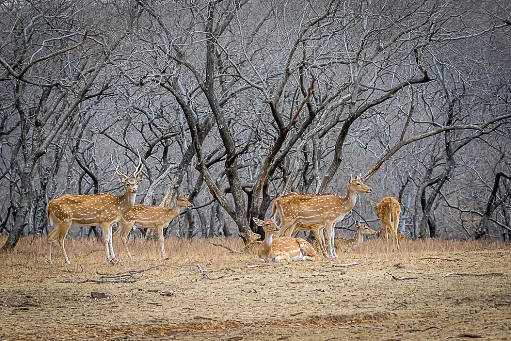 Ranthambore – Jungle safari season begins, fitting best places to visit in India in November near Delhi.