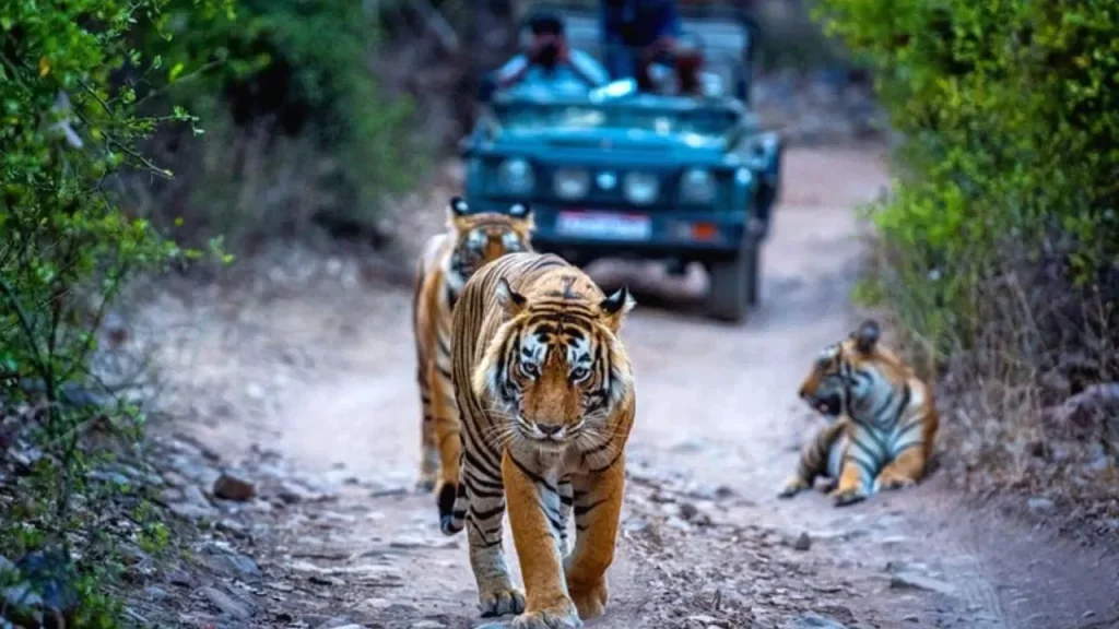 Ranthambore, Rajasthan is a top spot for places to go in December in India.