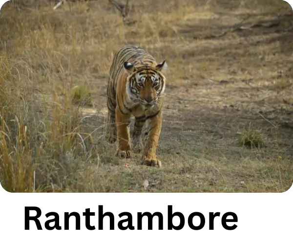 Check Ranthambore tour packages with the best tours company in India.