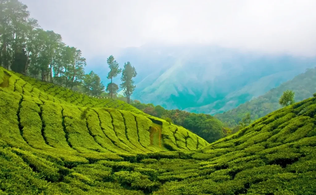 Panoramic view from Top Station in Munnar with lush green tea plantations, rolling hills, and mist-covered mountains in Kerala.